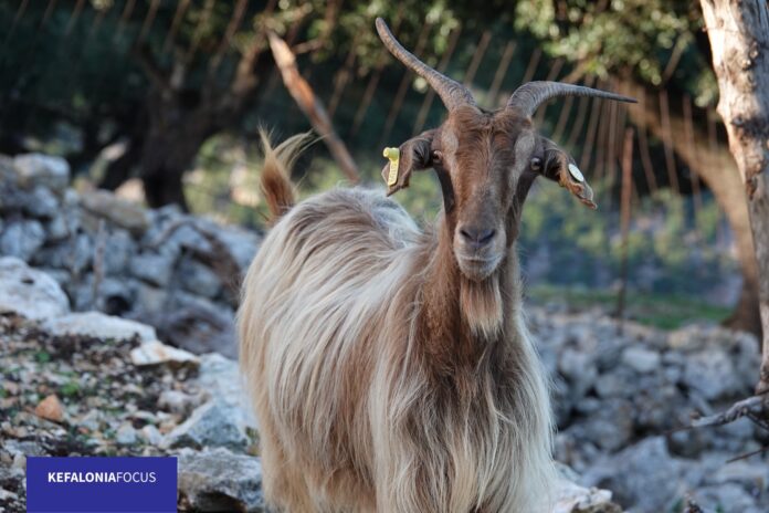 Κτηνοτροφικές εγκαταστάσεις: Παράταση έως τις 30 Σεπτεμβρίου για να λάβουν έγκριση ίδρυσης και λειτουργίας