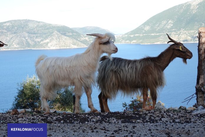 Περιφέρεια:Oδηγίες στους κατόχους αιγοπροβάτων για τη σήμανσή τους