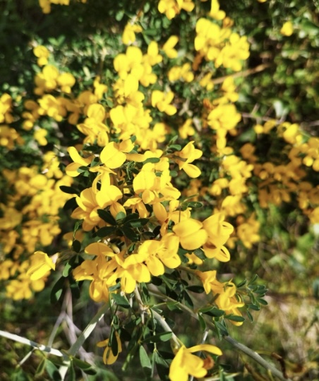 Πάσχα του Μαγιού με κεφαλληνιακές παροιμίες