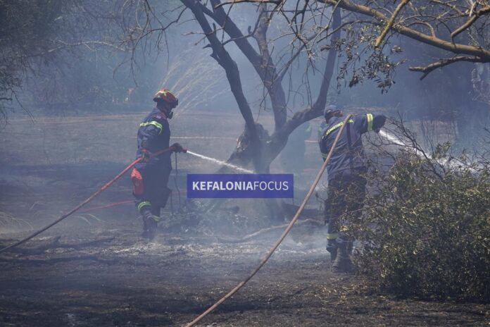 Ντομάτα:Άμεση κατάσβεση της φωτιάς σε ελαιώνα από την Πυροσβεστική