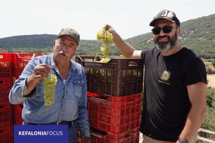 Τρύγος στους αμπελώνες του “Συνεταιρισμού Ρομπόλα” στα Ομαλά! Εκπληκτικό σταφύλι, εκπληκτική σοδειά, εκπληκτικά κρασιά!