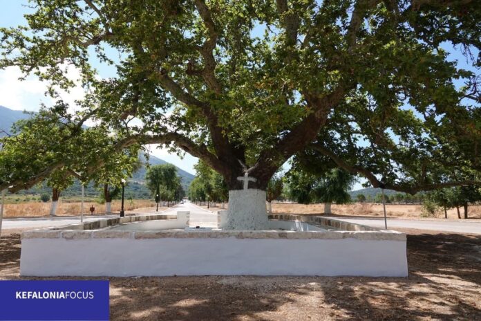 Παναγής Καππάτος:Ανακήρυξη του Πλατάνου του Αγίου Γερασίμου ως Προστατευόμενου Φυσικού Σχηματισμού (Μνημείο της Φύσης)