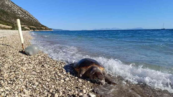 Καρέτα Καρέτα βρέθηκε νεκρή στην Παραλία Αράγια του Πόρου Κεφαλονιάς!