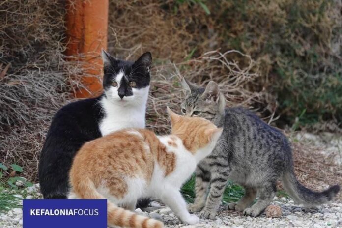 Δήμος Σάμης ·Ενημέρωση για τα γατάκια του Μύρτου