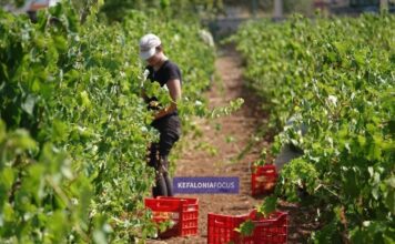 Υλοποίηση προγράμματος Αναδιάρθρωσης και Μετατροπής Αμπελώνων περιόδου 2026-2027