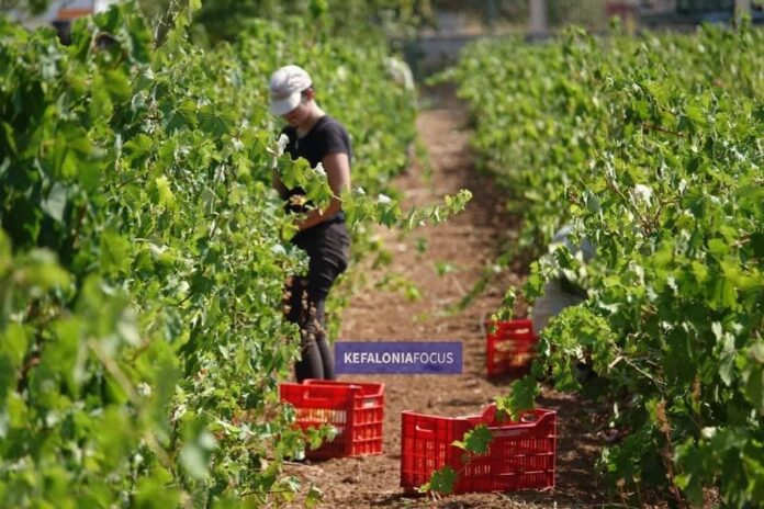 Δήμος Σάμης :Πραγματοποιήθηκε η επιμορφωτική Ημερίδα για την καλλιέργεια του Αμπελιού