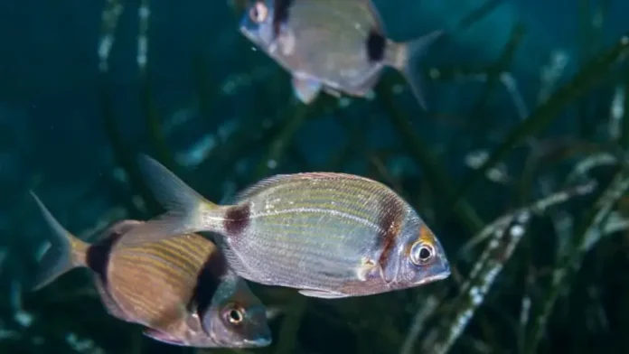 Γέμισε ψάρια ο βυθός στο Ιόνιο – Υποβρύχιες εικόνες από τον Αστακό Αιτωλοακρανανίας μέχρι την Ιθάκη