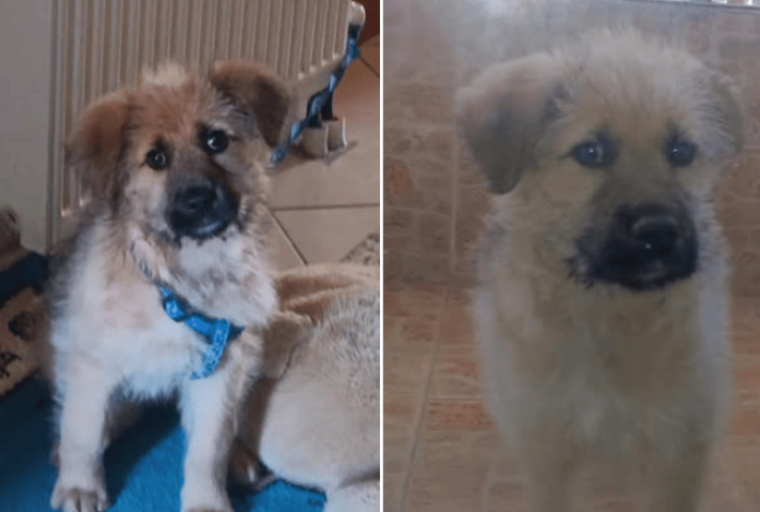 Εξαφάνιση σκύλου στο Αργοστόλι!