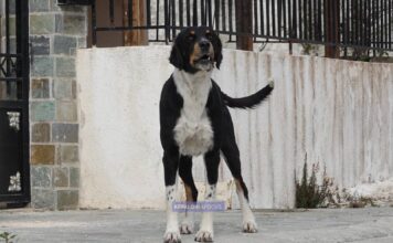 Οργή και αγανάκτηση από τον Σύλλογο Ζωόφιλων «Ντόρις» για τις δολοφονίες ζώων στην Κεφαλονιά