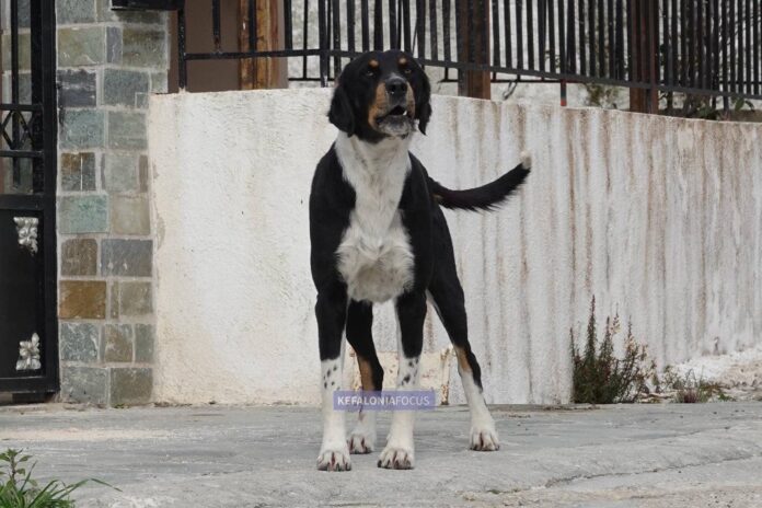 Αδέσποτος σκύλος τρομοκρατεί τους κατοίκους του χωριού Βαλεριάνο