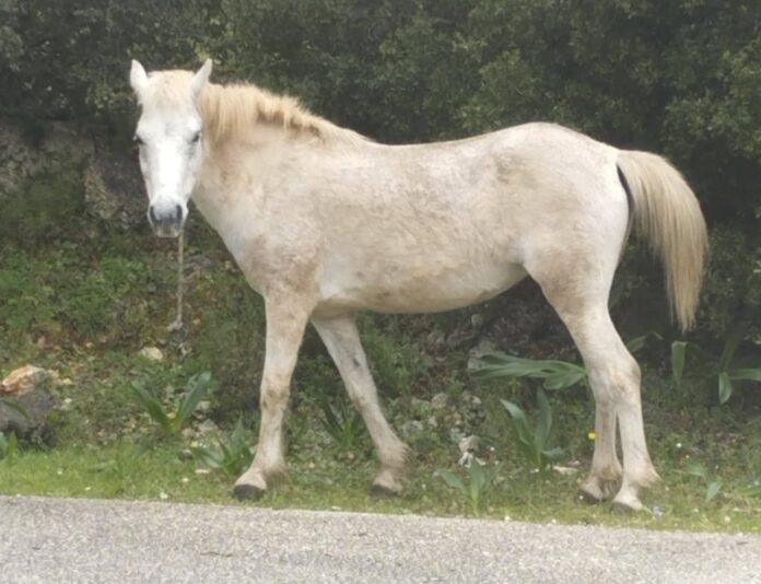 Δήμος Σάμης :Άλογο περιφέρεται στην περιοχή του Καραβόμυλου