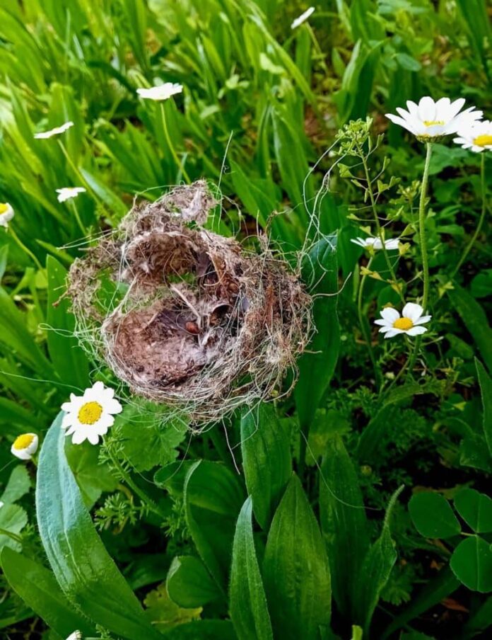 Η Ομάδα Περιβαλλοντικού Προγράμματος της Α’ Τάξης του 3ου Γυμνασίου Αργοστολίου συμμετέχει σε διαγωνισμό Δίκτυο ΠΕ “Νέοι Δημοσιογράφοι για το Περιβάλλον”