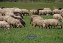 Ε.Α.Σ. :Σχετικά με τα προβλήματα που ταλανίζουν τον Κτηνοτροφικό κόσμο
