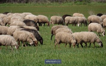 Προθεσμίες υποβολής προσφυγών για απλήρωτους ΑγροΚτηνοτρόφους σε παρεμβάσεις ετών 2024 & 2025