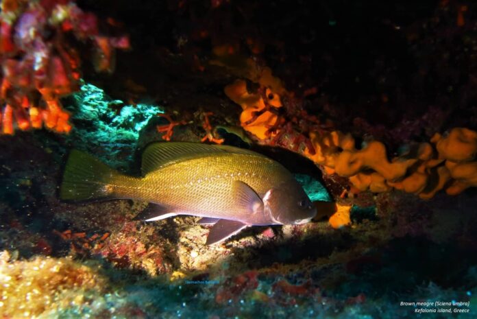 Η Σημασία και η Προστασία του θαλάσσιου περιβάλλοντος – Ιόνιο πέλαγος