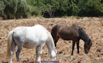 Γεράσιμος Σαμόλης :«Όταν πυροβολούνται τα άλογα του Αίνου, κάτι έχουμε κάνει πολύ λάθος ως κοινωνία»
