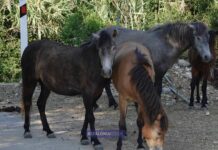 Άλογα του Αίνου: Προστατεύουμε αυτό που αγαπάμε ή στερούμε την ελευθερία του;