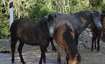 Ενημέρωση από τη Διεύθυνση Κτηνιατρικής της Περιφέρειας Ιονίων Νήσων προς τους κατόχους ιπποειδών