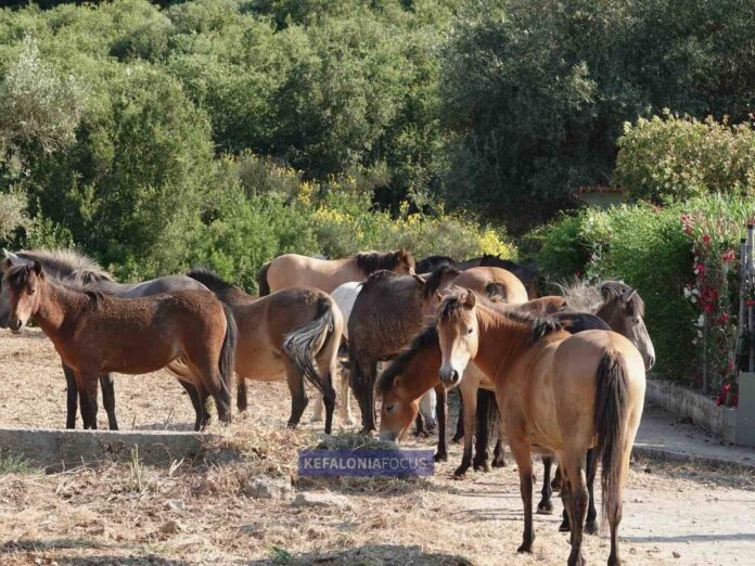 Κλιμακώνουν τις ενέργειές τους οι κάτοικοι και οι φορείς για το ζήτημα των αδέσποτων αλόγων στον Ελειό