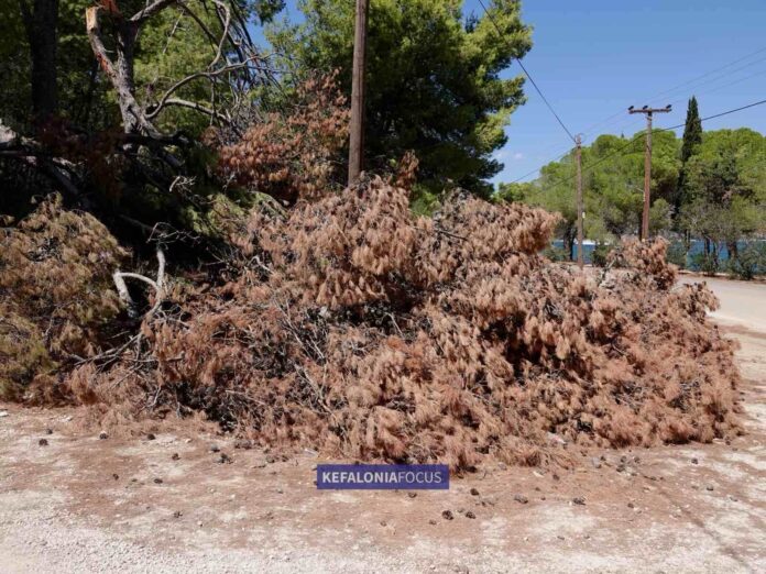 Αργοστόλι :«Αδιαφορία που καίει εγκαταλελειμμένο πεύκο απειλεί το περιαστικό δάσος»