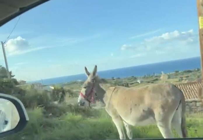 Τα γαϊδουράκια που έκλεψαν την παράσταση κοντά στο αεροδρόμιο της Κεφαλονιάς