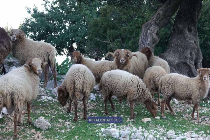 Έκτακτα μέτρα για την ευλογιά των προβάτων στην Κεφαλονιά – Ζώνες προστασίας και επιτήρησης ορίζει η Περιφέρεια Ιονίων Νήσων