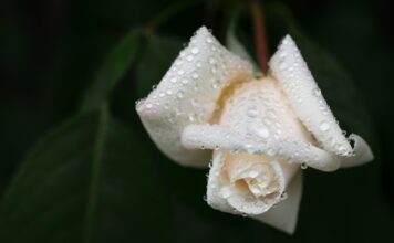 Κεφαλονιά :Βαρύ Πένθος στα Βαλσαμάτα για τον χαμό του 20χρονου φοιτητή στα Ιωάννινα