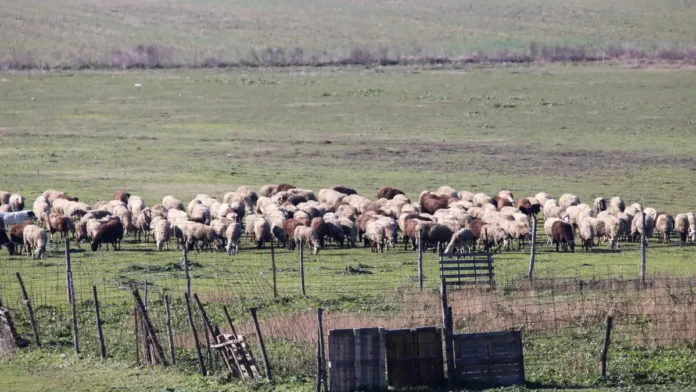 Τα 20 νέα μέτρα θωράκισης της κτηνοτροφίας που προτείνει η Επιτροπή ελέγχου της ευλογιάς
