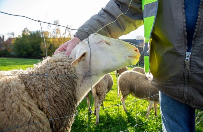 Ευλογιά αιγοπροβάτων: Ανήσυχοι οι κτηνοτρόφοι της Κεφαλονιάς – «600 ζώα οδηγήθηκαν σε σφαγή σε δύο φάρμες στα Κοκολάτα»