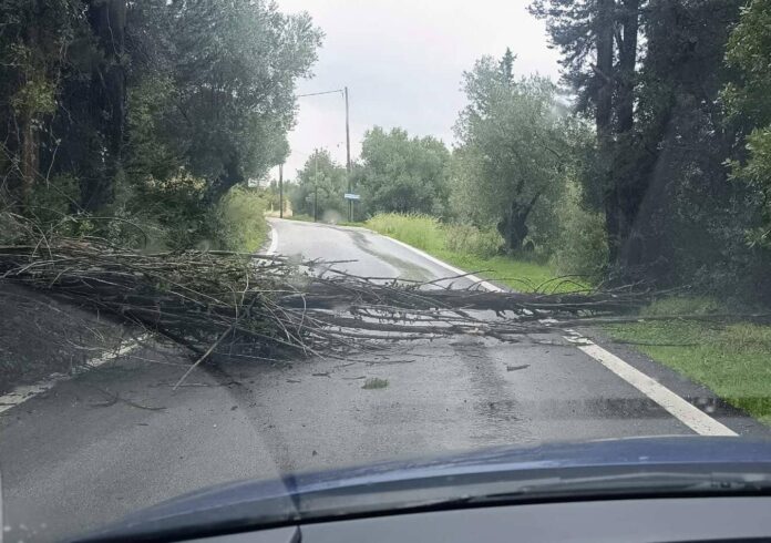 Αντυπάτα Πυλάρου: Δέντρο έπεσε στον δρόμο και έκλεισε την είσοδο του χωριού – Από τύχη δεν είχαμε ατύχημα
