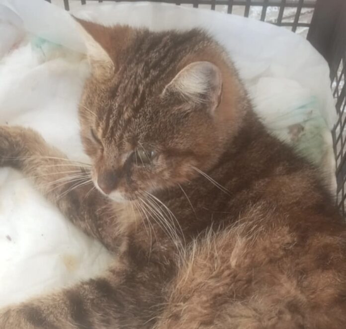 Αποτρόπαιη κακοποίηση γάτας στις Βασιλικάδες Ερύσσου – Συγκλονισμένη η τοπική κοινωνία