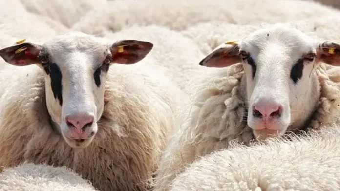 Επίσημη ενημέρωση για τη μετακίνηση και σφαγή αμνοεριφίων εκτός Κεφαλονιάς – Απάντηση ΥΠΑΑΤ σε παρέμβαση του βουλευτή Παναγή Καππάτου