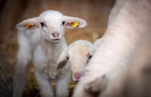 Ευλογιά των αιγοπροβάτων και ζώα-φαντάσματα: η ελληνική κτηνοτροφία σε κίνδυνο και ο πατριωτικός αγώνας για την επιβίωση