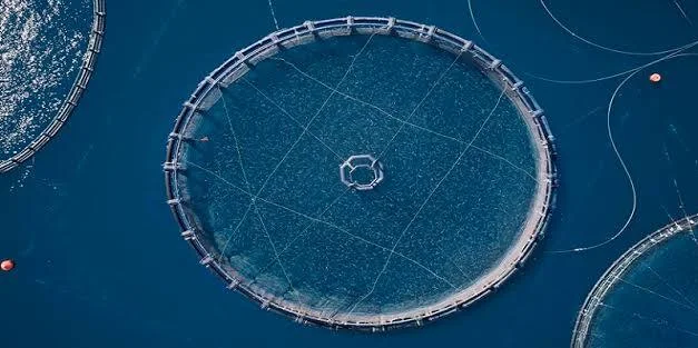 «Υποβολή αιτήσεων χρηματοδότησης για δράσεις μεταποίησης προϊόντων αλιείας και υδατοκαλλιέργειας».