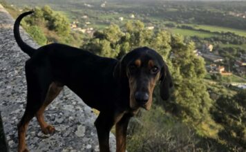 Αδέσποτο στο Κάστρο: Κίνδυνος στους δρόμους – Απών ο Δήμος