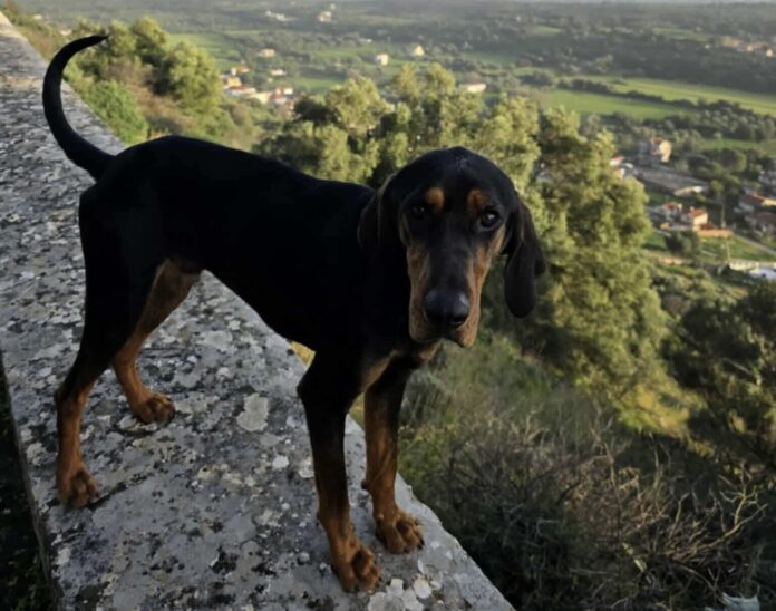 Αδέσποτο στο Κάστρο: Κίνδυνος στους δρόμους – Απών ο Δήμος