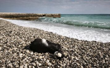 Νεκρό κατσικάκι ξεβράστηκε στην Κεντρική Παραλία του Πόρου Κεφαλονιάς!