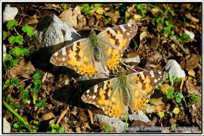Πρόταση Σχολικής Εκπαιδευτικής Δράσης Μελέτη και Ανάδειξη της Τοπικής Άγριας και Ενδημικής Χλωρίδας της Κεφαλονιάς