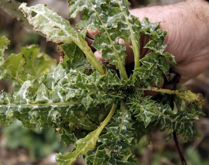 Έναρξη εκπαιδευτικής και περιβαλλοντικής δράσης στην Κεφαλονιά, με τίτλο : «Βρώσιμα άγρια χόρτα των Ιονίων Νήσων»
