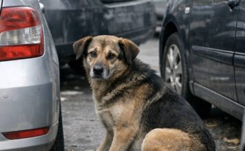 Καταγγελία για Θανατηφόρο Τροχαίο με Θύμα Αδέσποτο στη Λάσση