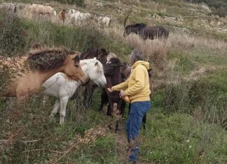 «Άλογα και άνθρωποι στον Αίνο: Πρωτοβουλία για μια βιώσιμη συνύπαρξη»
