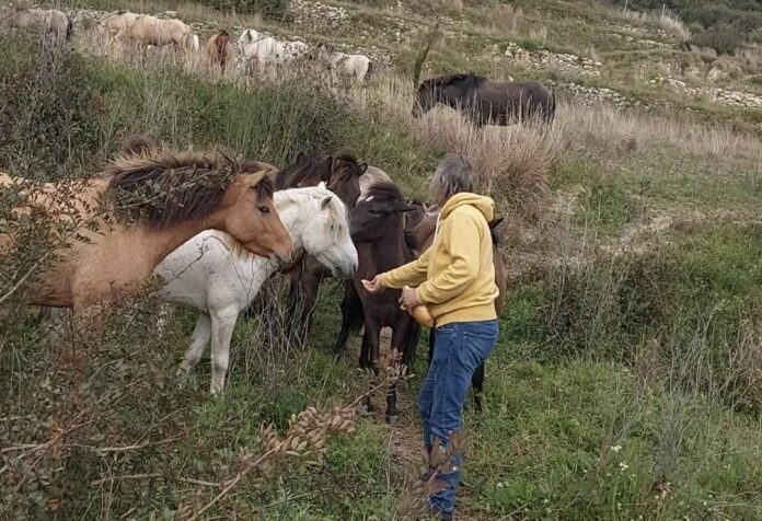 «Άλογα και άνθρωποι στον Αίνο: Πρωτοβουλία για μια βιώσιμη συνύπαρξη» «Άλογα και άνθρωποι στον Αίνο: Πρωτοβουλία για μια βιώσιμη συνύπαρξη»
