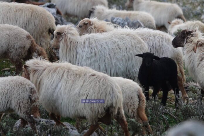 Συναγερμός στην Ιθάκη: Πρώτο κρούσμα ευλογιάς σε κτηνοτροφική μονάδα στο Περαχώρι – Μέτρα βιοασφάλειας σε πλήρη εφαρμογή Συναγερμός στην Ιθάκη: Πρώτο κρούσμα ευλογιάς σε κτηνοτροφική μονάδα στο Περαχώρι – Μέτρα βιοασφάλειας σε πλήρη εφαρμογή