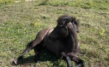 Θάνατος πυροβολημένου αλόγου στα Μαυράτα – Καταγγελία αδράνειας