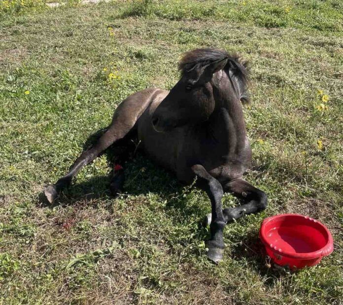 Θάνατος πυροβολημένου αλόγου στα Μαυράτα – Καταγγελία αδράνειας Θάνατος πυροβολημένου αλόγου στα Μαυράτα – Καταγγελία αδράνειας