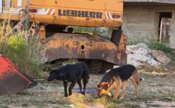 Επιθετικά σκυλιά σπέρνουν τον τρόμο σε Σβορωνάτα και αεροδρόμιο – Κάτοικοι ζητούν άμεση παρέμβαση