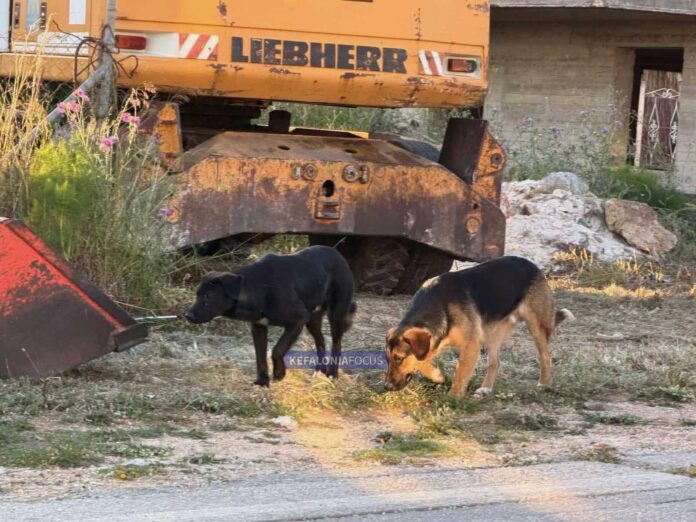 Επιθετικά σκυλιά σπέρνουν τον τρόμο σε Σβορωνάτα και αεροδρόμιο – Κάτοικοι ζητούν άμεση παρέμβαση Επιθετικά σκυλιά σπέρνουν τον τρόμο σε Σβορωνάτα και αεροδρόμιο – Κάτοικοι ζητούν άμεση παρέμβαση