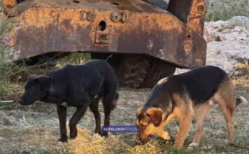 Ενημέρωση σχετικά με δύο αδέσποτα σκυλιά που κυκλοφορούν στην ευρύτερη περιοχή Σαρλάτων – Σβορωνάτων – Καλλιγάτων – Ντοματών