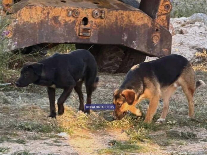 Ενημέρωση σχετικά με δύο αδέσποτα σκυλιά που κυκλοφορούν στην ευρύτερη περιοχή Σαρλάτων – Σβορωνάτων – Καλλιγάτων – Ντοματών Ενημέρωση σχετικά με δύο αδέσποτα σκυλιά που κυκλοφορούν στην ευρύτερη περιοχή Σαρλάτων – Σβορωνάτων – Καλλιγάτων – Ντοματών