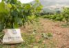 5ο Kefalonia Wine Hub – Η Ρομπόλα στο επίκεντρο: γευσιγνωσία, οινολογία, αμπελουργία